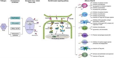 The Role of HLA-G in Human Papillomavirus Infections and Cervical Carcinogenesis